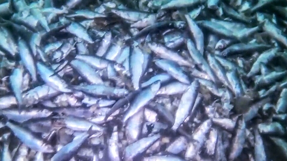 Des centaines de harengs morts au fond de l'eau.
