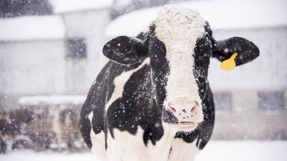Une vache dehors sous la neige.