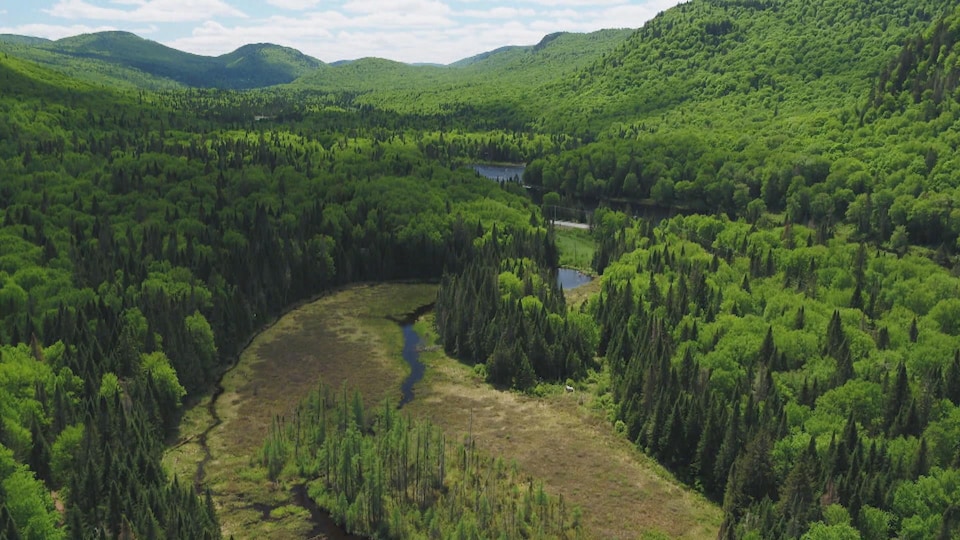 Un paysage diversifié avec de la forêt, une rivière et un marais.