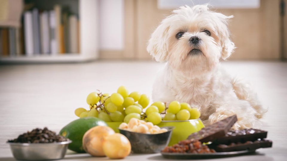 Un petit chien devant des fruits et du chocolat.
