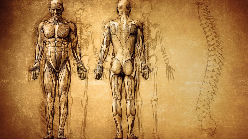 Un dessin montre l'anatomie du corps humain.