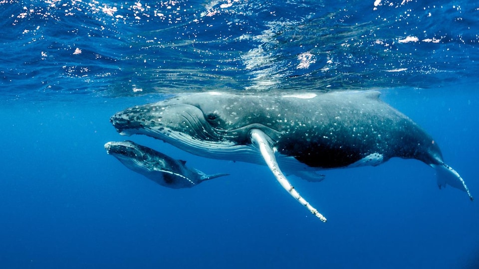Une baleine et son veau dans l'océan.