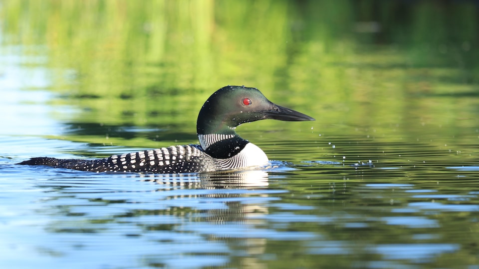 La passion pour les oiseaux d’Antoine Ouellette