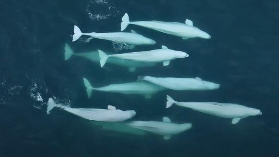 Un groupe de dix bélugas vu du ciel.