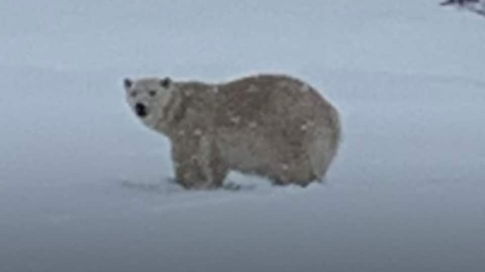 L'ours polaire se trouve dans un champ enneigé. 