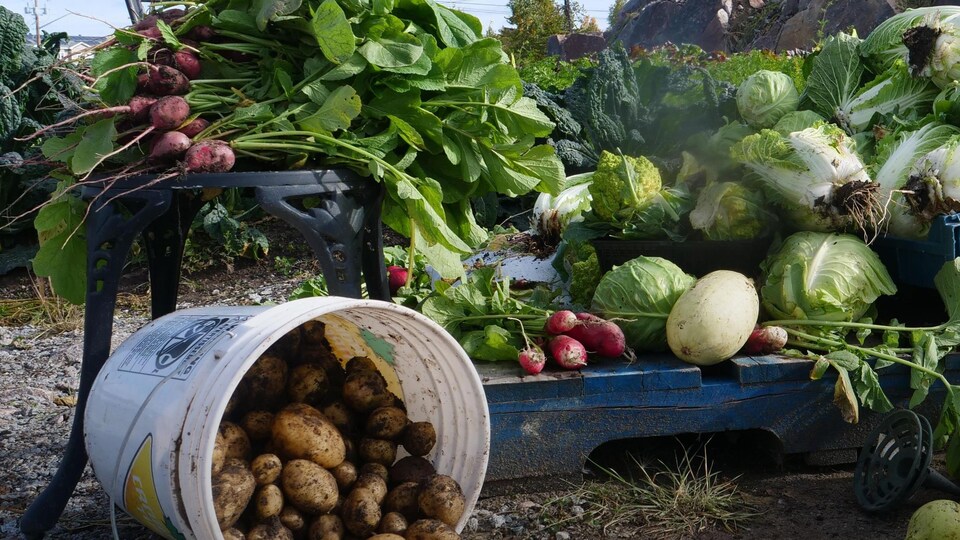 Pommes de terre, salades, radis, courges, choux et autres légumes disposés par terre dans un jardin.