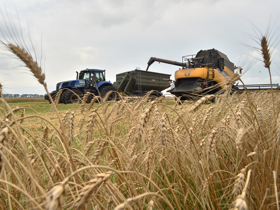 A tractor on a wheat field.