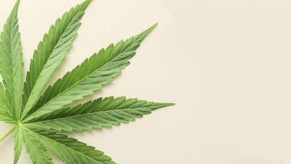 Une feuille de cannabis sur un fond beige
