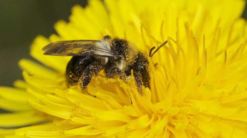 Gros plan sur une abeille en train de butiner une fleur jaune.