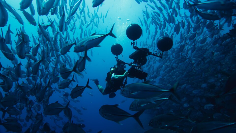 Plongeur sous-marin entouré de poissons.