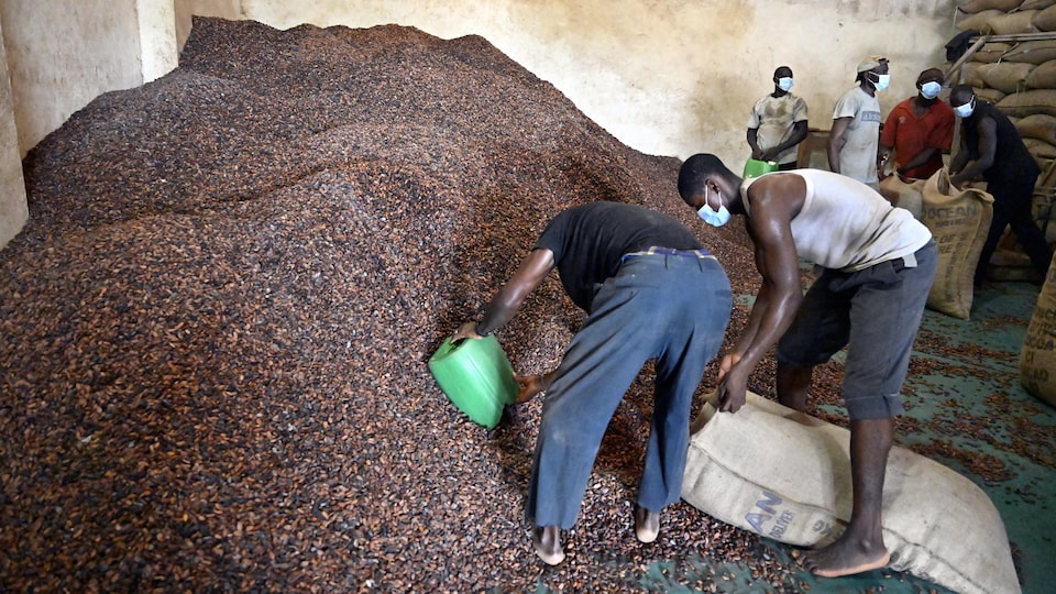 Devant une pile de fèves de cacao séchées, des hommes emplissent des poches de jute de cette marchandise.