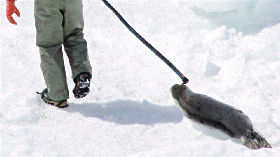 Chasse aux phoques