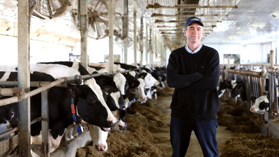 L'agriculteur Martial Labrecque entouré de vaches dans son étable.