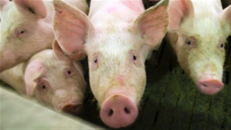 Des cochons dans une ferme