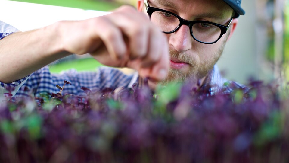 Un homme cultive des herbes.