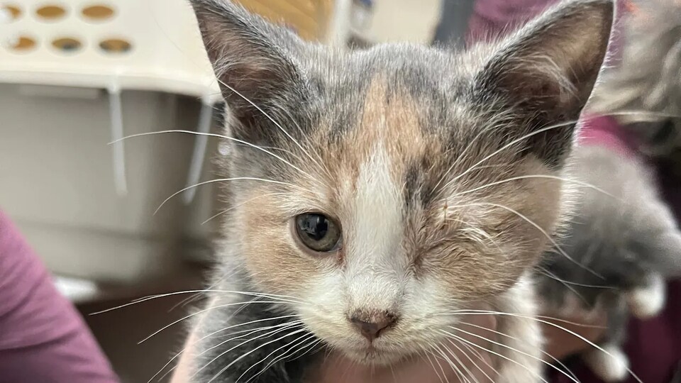 Un chat à l'oeil fermé regarde la caméra, à Calgary, en novembre 2022.