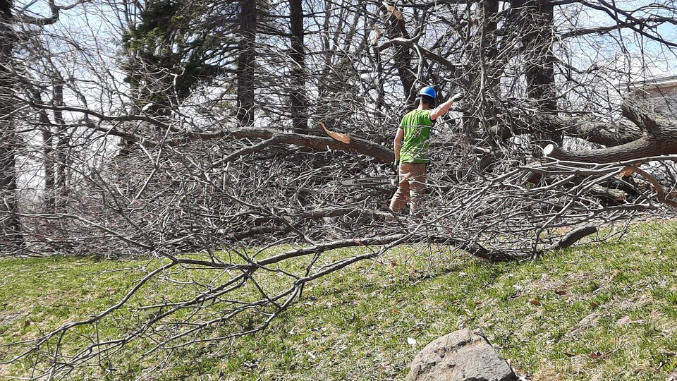 Un homme coupe des arbres aux abords de l'église Saint-Louis-de-France, à Québec