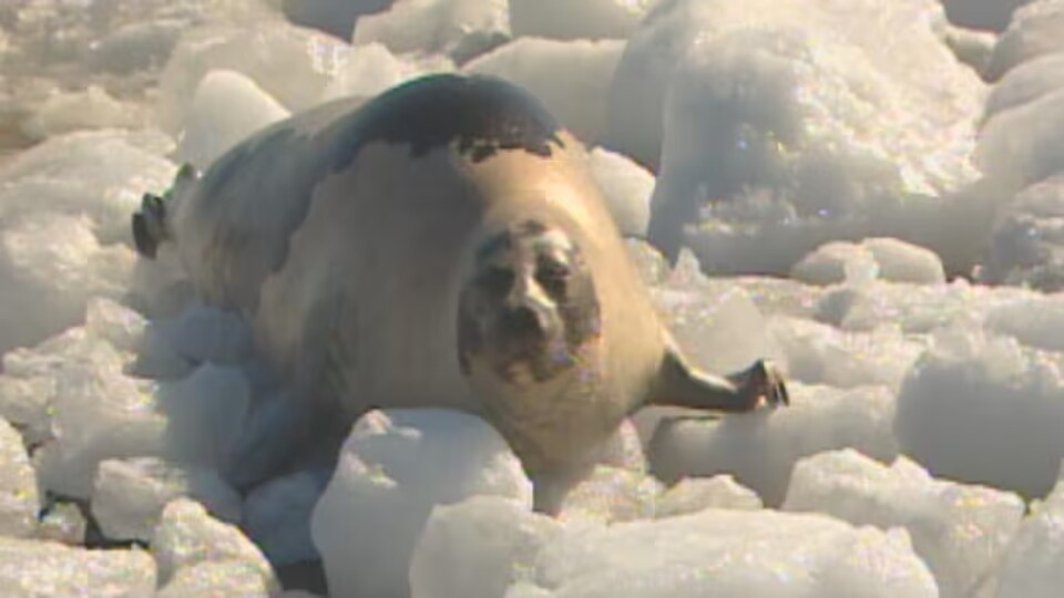 Un phoque se prélasse sur la glace.