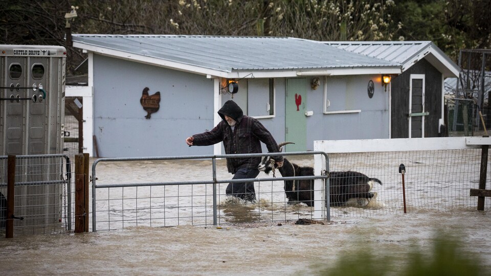 Un fermier tire une chèvre dans un enclos inondé.