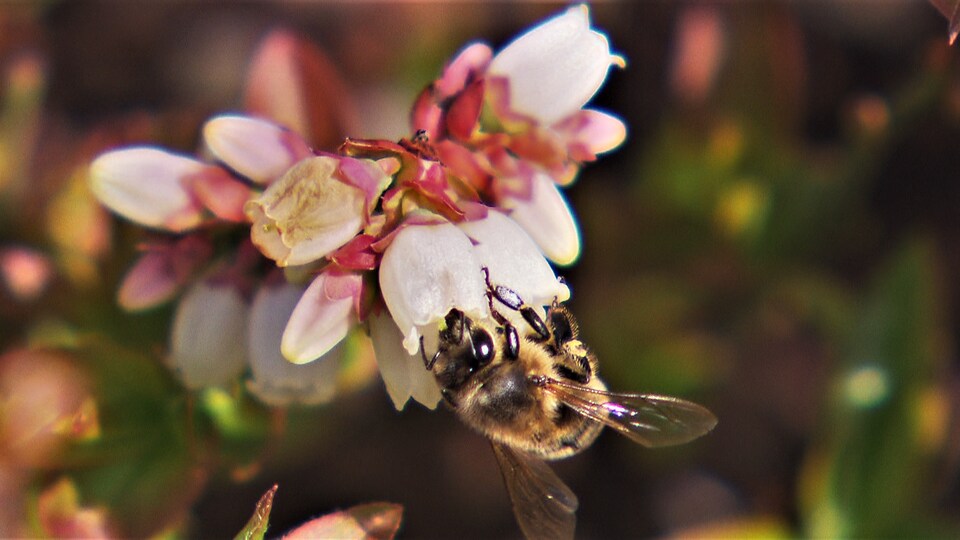 La Pollinisation Commerciale Nocive Pour Les Abeilles Radio Canada Ca