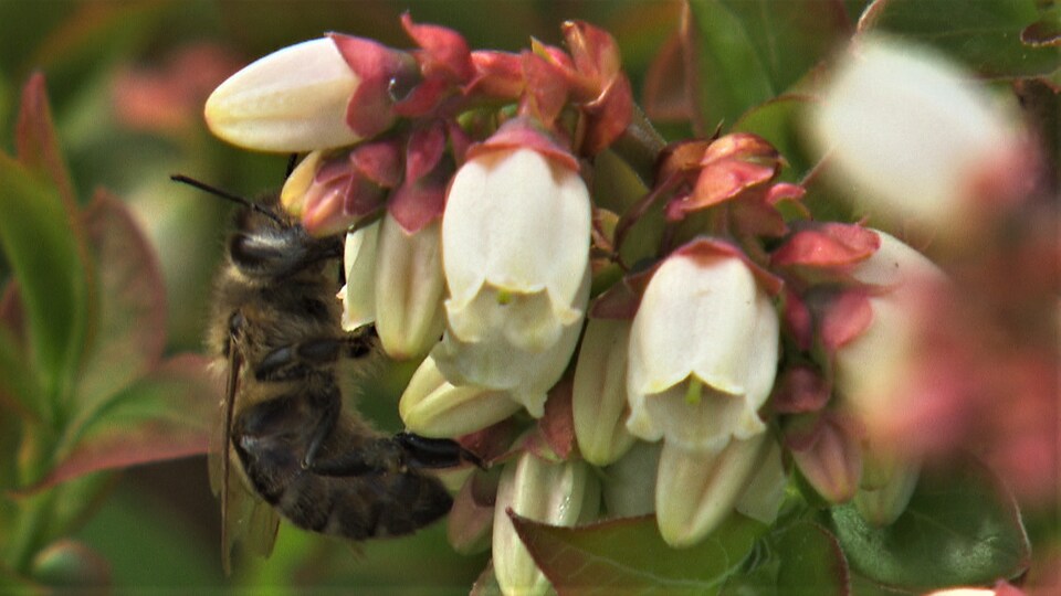 La Pollinisation Commerciale Nocive Pour Les Abeilles Radio Canada Ca