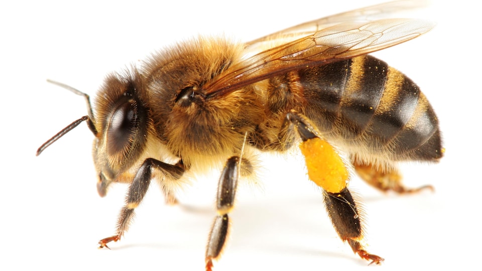 Il s'agit d'une abeille à miel seule.