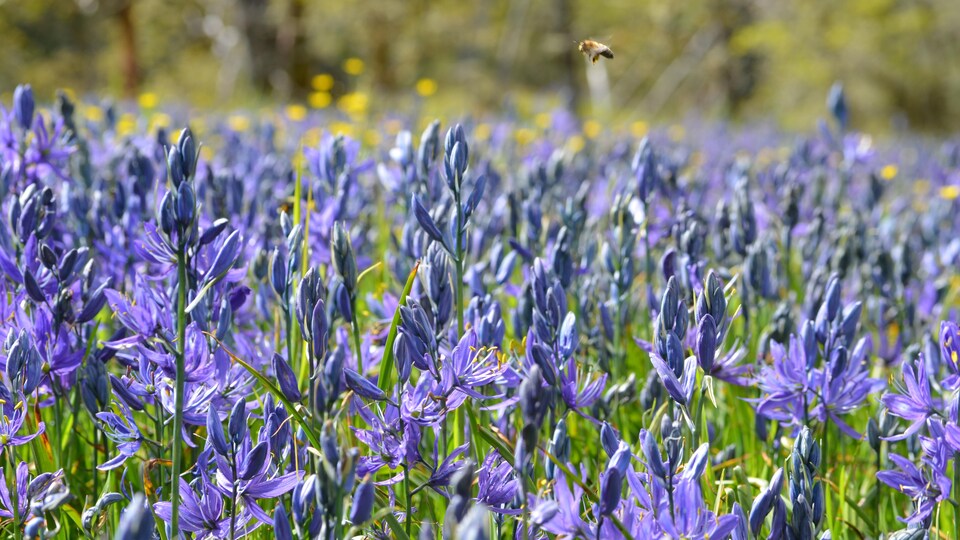 Une abeille survole un champ de fleur.