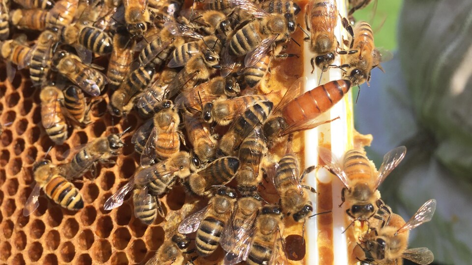Des abeilles sur une ruche