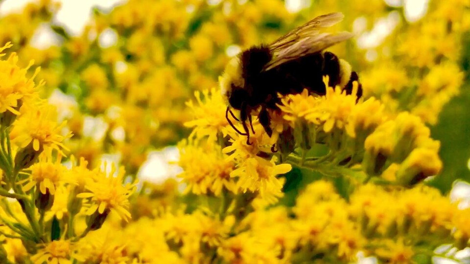 Une abeille dans un champ de fleurs.