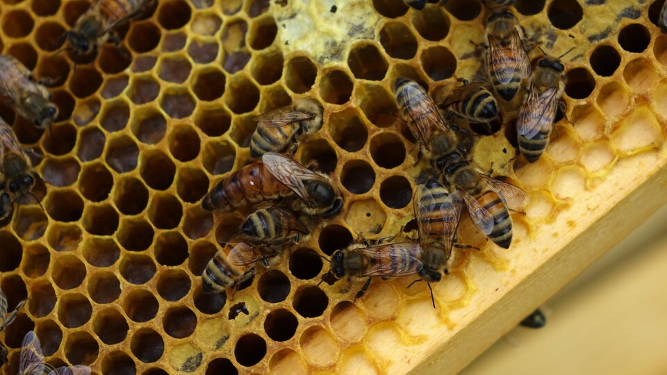 Des abeilles à l'intérieur d'une ruche.