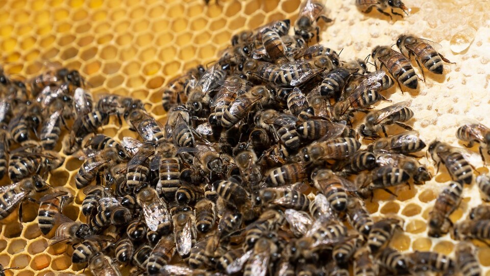 Une colonie d’abeilles.