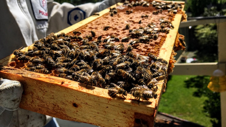 Dans le jardin d'Allen Garr, de nombreuses abeilles travaillent sur ce cadre de corps de ruche