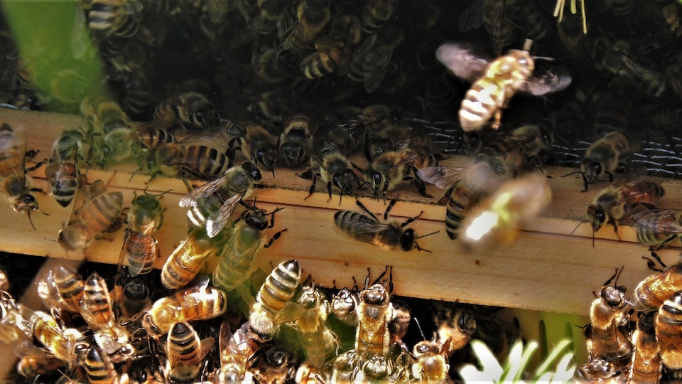 SELUXU Boîte de Ruche en Ruche Pollinisation en Ruche Apiculture pour Accouplement dabeilles Matériel apicole Outil Apiculteur