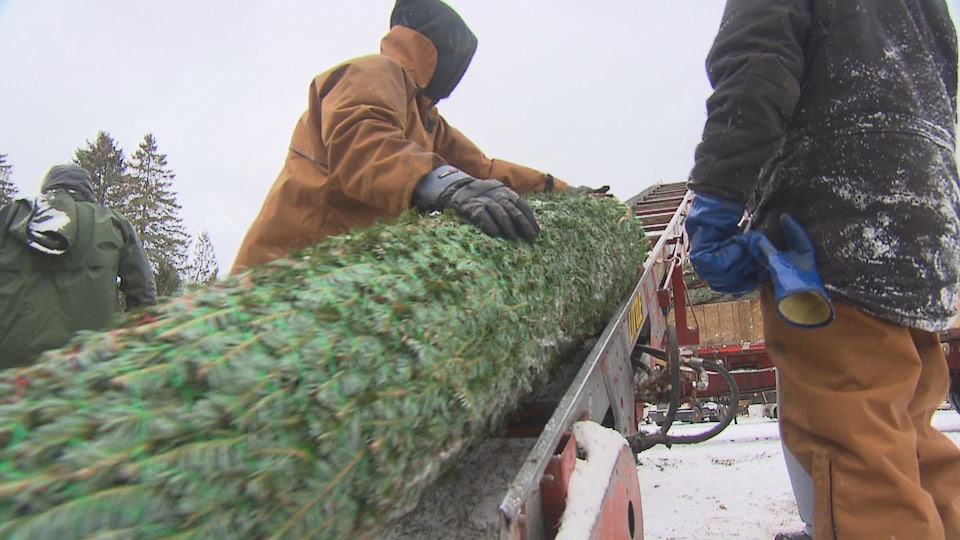 Des arbres de Noël cultivés en Estrie prêts à être exportés. Le sapin est emballé et une machine le roule jusque dans un camion.
