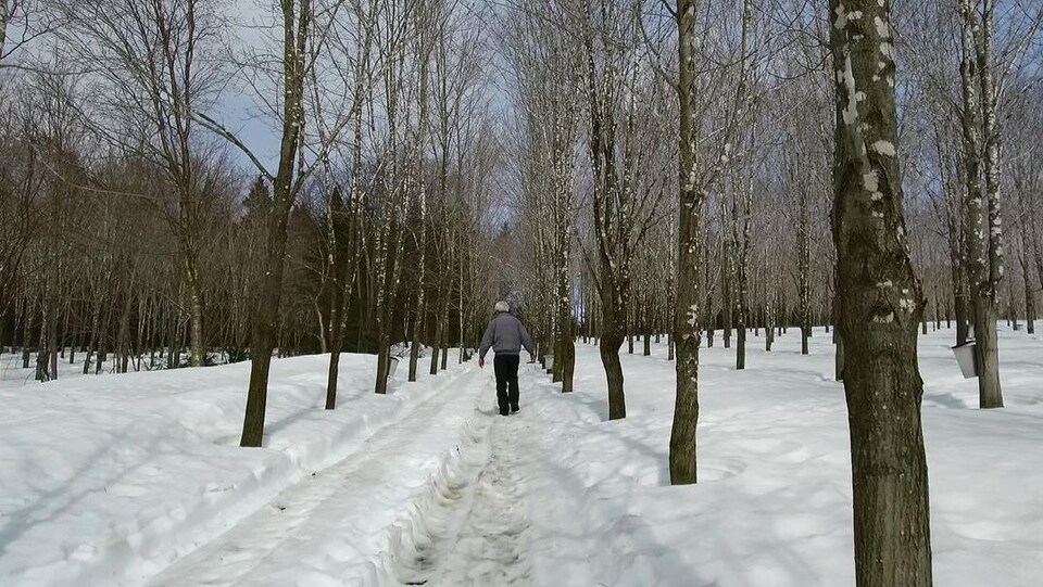 L'acériculteur québécois Marcel Faucher marche dans sa plantation d'érables en hiver. On le voit de dos.