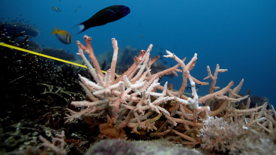 Close-up of a coral in the ocean.