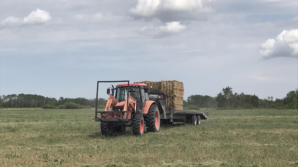 Un petit tracteur tire une demi-douzaine de ballots de foin dans un champ.