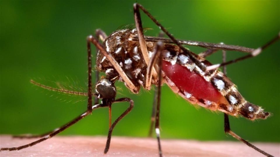 Un moustique Aedes aegypti.
