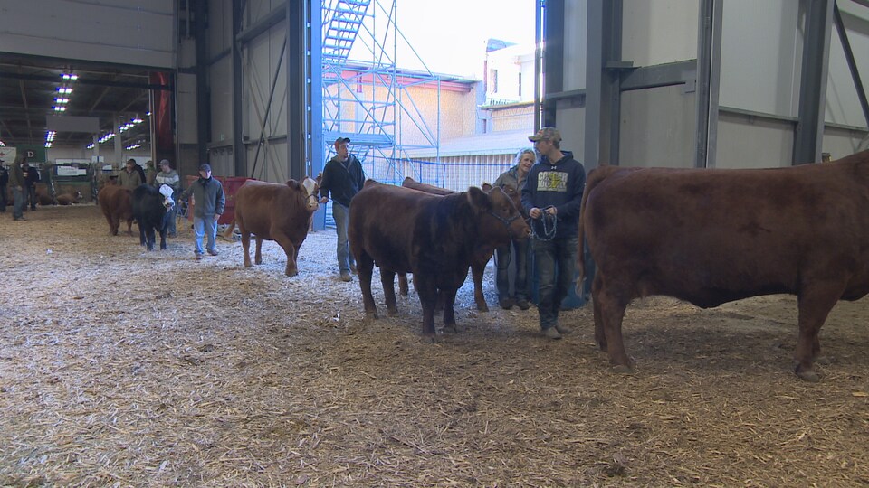 Des exposants qui circulent avec leur vache dans le centre de commerces où se tient Agribition.