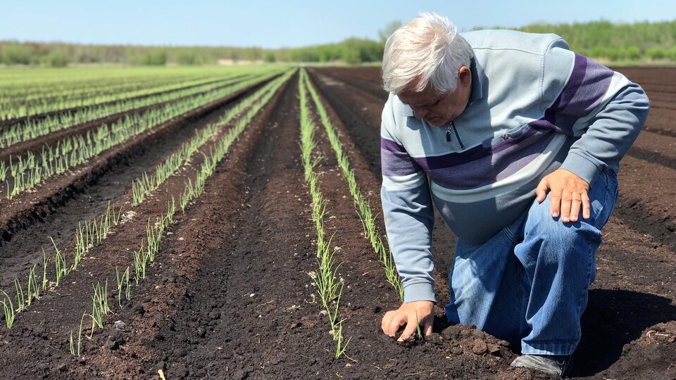 Jean-Bernard Van Winden, producteur maraîcher en Montérégie, remplace les pesticides par une méthode biologique, mais ça lui coûte deux fois plus cher.