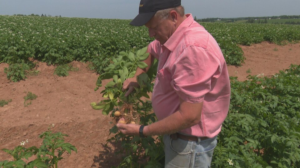 Un agriculteur tient une de ses patates dans son champ.