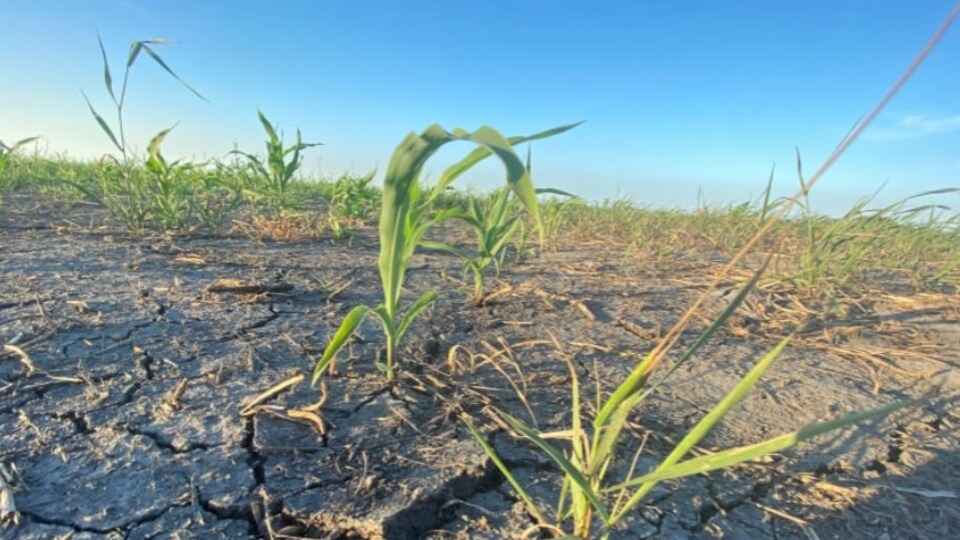 Une terre agricole asséchée.