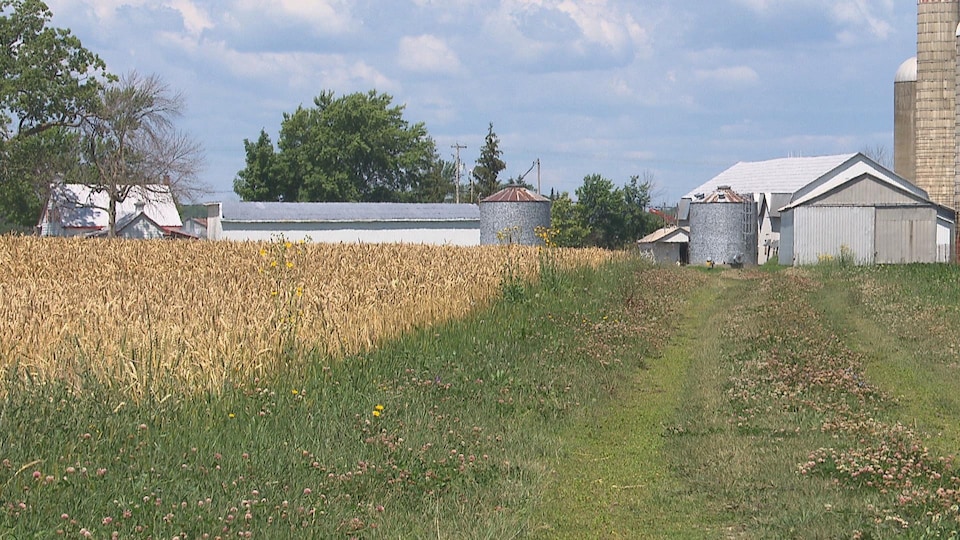 Une ferme en Montérégie.
