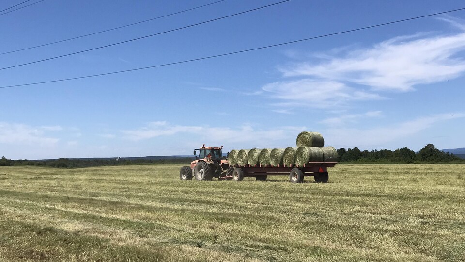 Un tracteur transporte des ballots de foin.