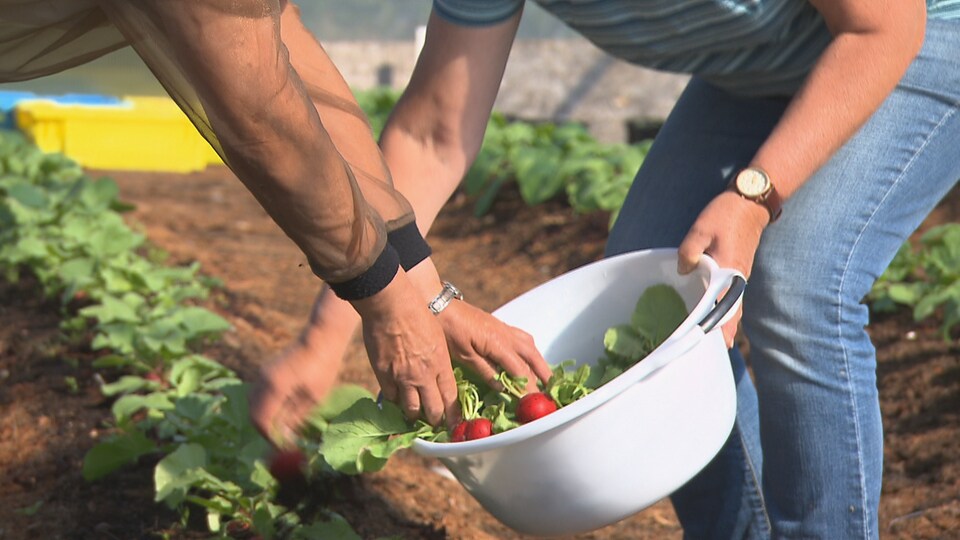Les fruits et légumes locaux s'envolent rapidement en Basse-Côte-Nord.