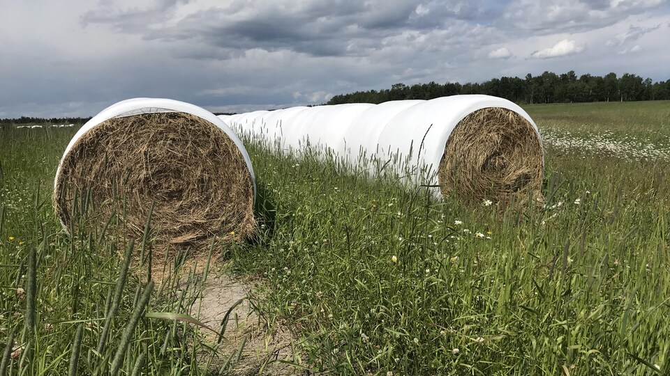 Des balles de foin sur une terre agricole dans le secteur de Val-d'Or.