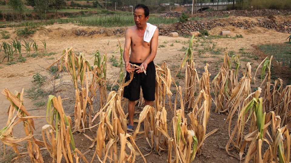 Un paysan se tient près des cultures asséchées.