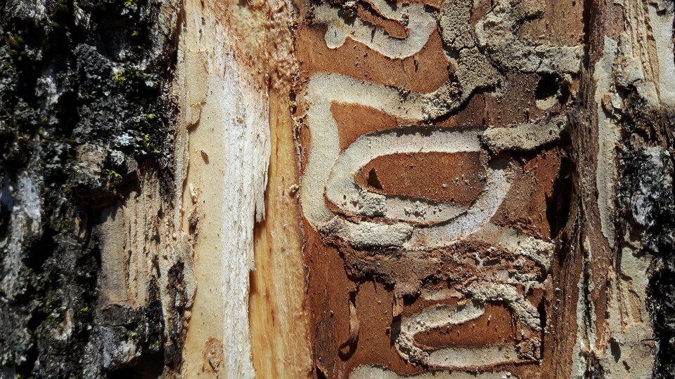 Les traces caractéristiques laissées par l'agrile sur un frêne, à Québec.