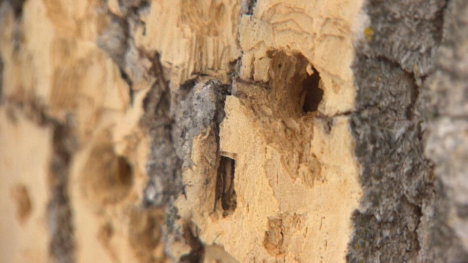 Des trous laissées par l'agrile du frêne dans un arbre du quartier de Saint-Boniface à Winnipeg.