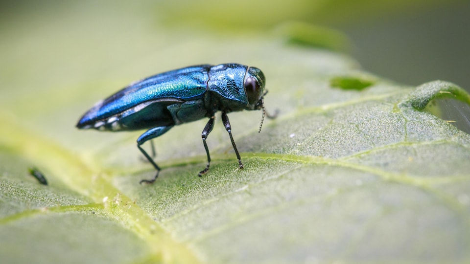 L'agrile du frêne sur une feuille.